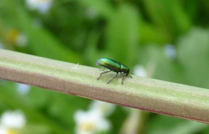 Insetto succhiatore da identificare: Lixus